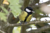 Tits/Mezen