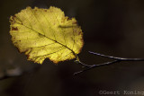 Miscellaneous/Overig