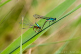 Damselflies/Waterjuffers