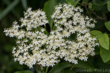 Wild Carrot/Wilde Peen