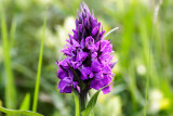 Orchids/Orchidee