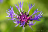 Cornflower/Korenbloem