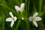 Cuckoo Flower/Pinksterbloem