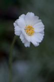 Le temps de fleurs