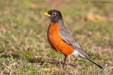 American Robin