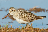 Baird's Sandpiper