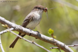 Eastern Phoebe