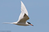 Forster's Tern