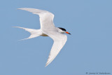 Forster's Tern