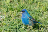 Indigo Bunting