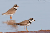 Semipalmated Plover