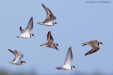 Semipalmated Plover