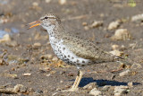 Spotted Sandpiper