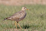 Upland Sandpiper