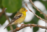 American Goldfinch
