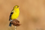 American Goldfinch