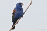 Blue Grosbeak