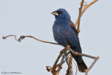 Blue Grosbeak