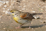 Dickcissel