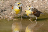 Dickcissel