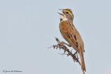 Dickcissel
