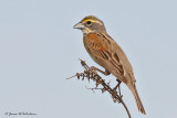 Dickcissel