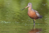 Hudsonian Godwit