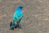 Indigo Bunting