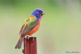 Painted Bunting