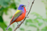 Painted Bunting
