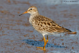 Pectoral Sandpiper