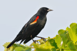 Red-winged Blackbird