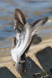 Spotted Sandpiper