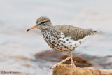 Spotted Sandpiper