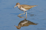 Spotted Sandpiper