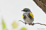Yellow-rumped Warbler