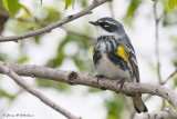 Yellow-rumped Warbler