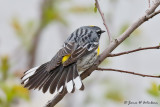 Yellow-rumped Warbler