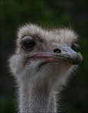 Ostrich_MG_7316.jpg