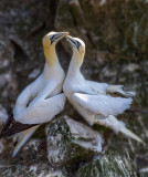 Two Lover Birds_MG_2396.jpg