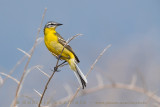 Sykes's Wagtail (Motacilla flava beema)