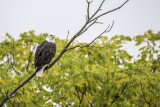 2018 Eagle near home