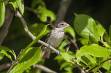 GROSBEAK, ROSE-BREASTED