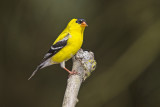 GOLDFINCH
