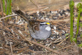SPARROW, WHITE-THROATED