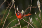 CARDINAL
