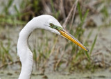 CATTLE EGRET