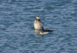 DUCK, LONG-TAILED
