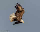 Eagles