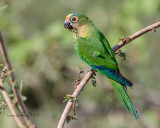 Brazil's Pantanal 2017